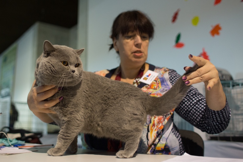 &quot;Зважений і пухнастий&quot;: кот Кекс выиграл битву гигантов на выставке в Киеве